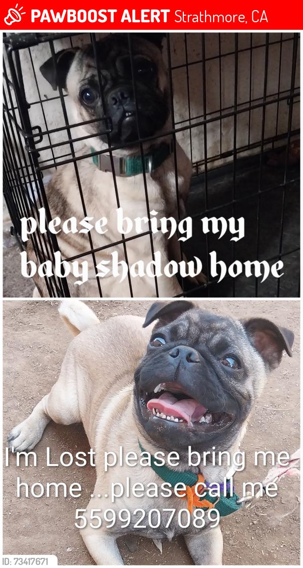 Lost Male Dog last seen Strathmore, Strathmore, CA 93267