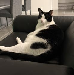 Lost Male Cat last seen Ansley park drive, Henderson, NV 89015