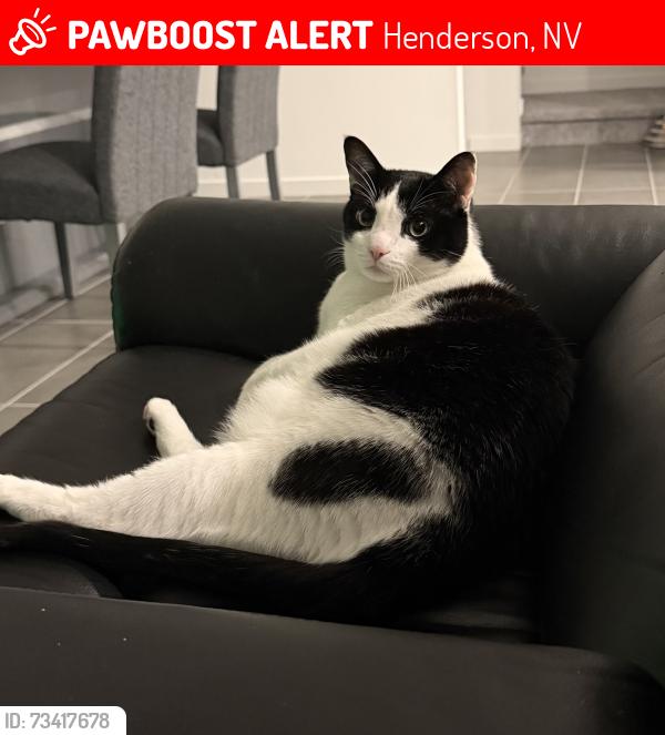 Lost Male Cat last seen Ansley park drive, Henderson, NV 89015