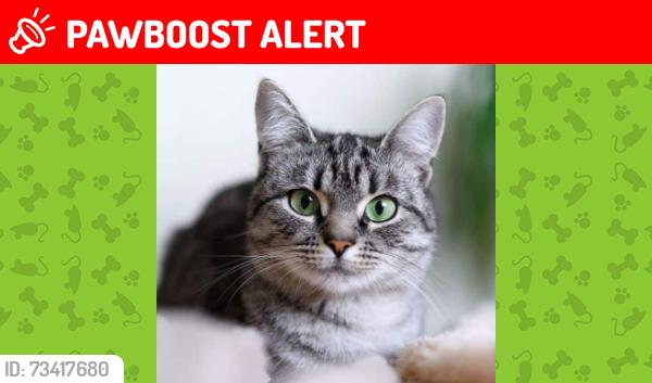 Lost Female Cat last seen Chevron, Gwinnett County, GA 30548