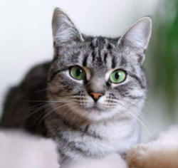 Lost Female Cat last seen Chevron, Gwinnett County, GA 30548