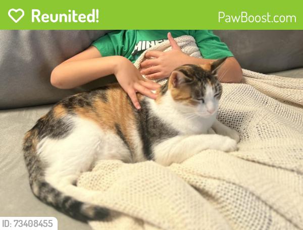 Reunited Female Cat last seen Chatman and E. Lake Drive, San Diego, CA 92119
