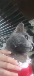 Lost Male Cat last seen Jose Bonilla y amador Zalazar de referencia hay una lechería y un aún lado está un callejón en la primera puerta negra vivimos, San Nicolás Tetelco, CDMX 