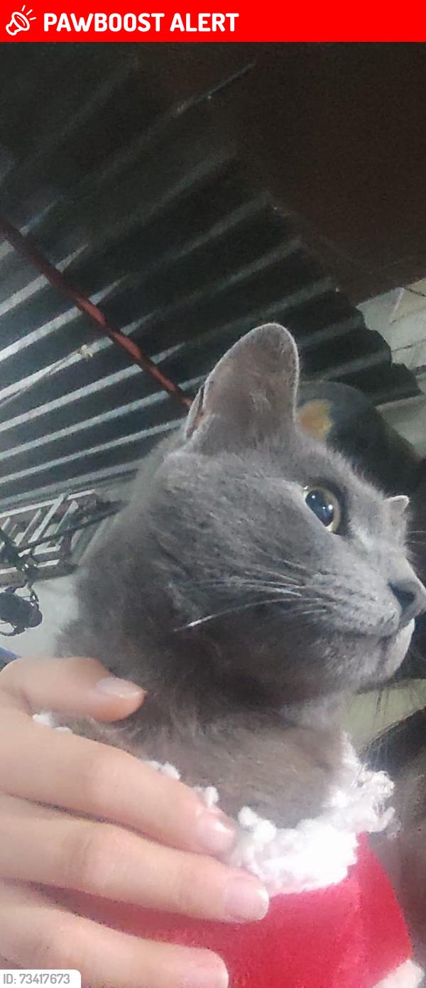 Lost Male Cat last seen Jose Bonilla y amador Zalazar de referencia hay una lechería y un aún lado está un callejón en la primera puerta negra vivimos, San Nicolás Tetelco, CDMX 
