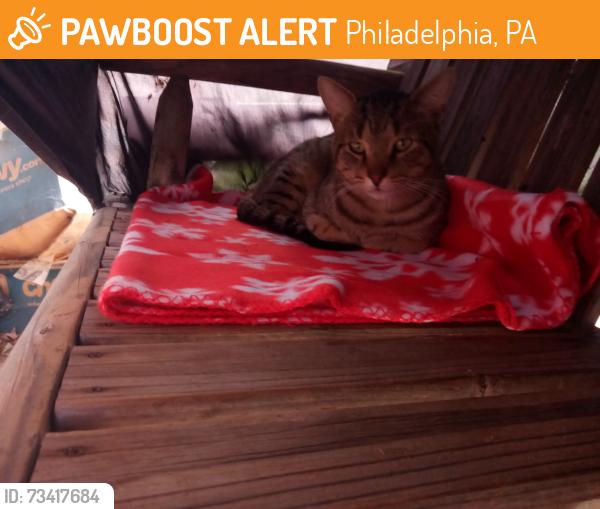 Found/Stray Male Cat last seen Roosevelt boulevard and comly road, Philadelphia, PA 19116