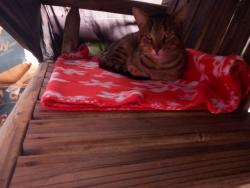 Found/Stray Male Cat last seen Roosevelt boulevard and comly road, Philadelphia, PA 19116