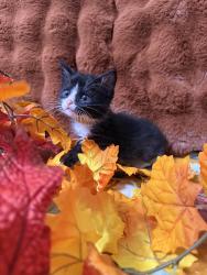 Shelter Stray Male Cat last seen Near N Main St, Layton, UT 84041, USA, 1422 E 600 N, Fruit Heights, UT 84037, USA