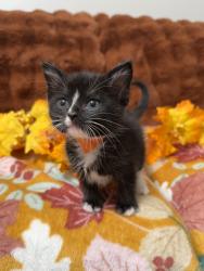 Shelter Stray Male Cat last seen , 1422 E 600 N, Fruit Heights, UT 84037, USA