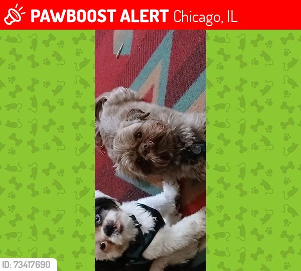 Lost Male Dog last seen Irving and Elston, Chicago, IL 60618