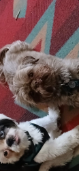 Lost Male Dog last seen Irving and Elston, Chicago, IL 60618
