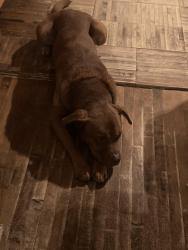 Reunited Male Dog last seen Kedron shopping center peachtree city, Tyrone, GA 30290
