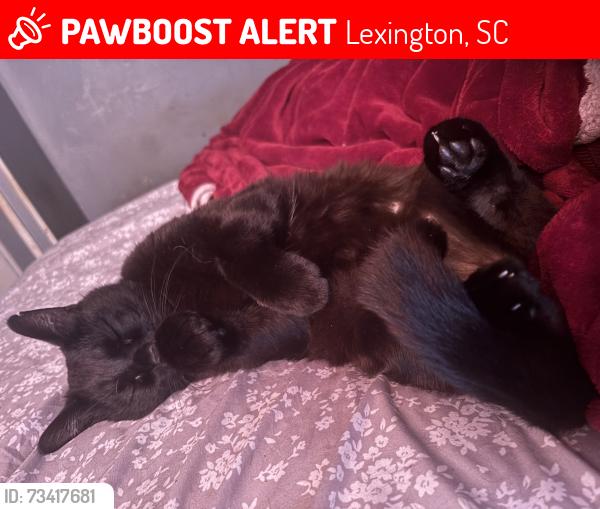 Lost Male Cat last seen Texaco gas station, Lexington, SC 29073