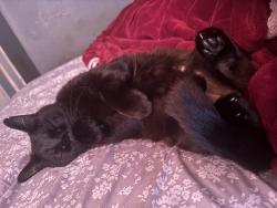 Lost Male Cat last seen Texaco gas station, Lexington, SC 29073