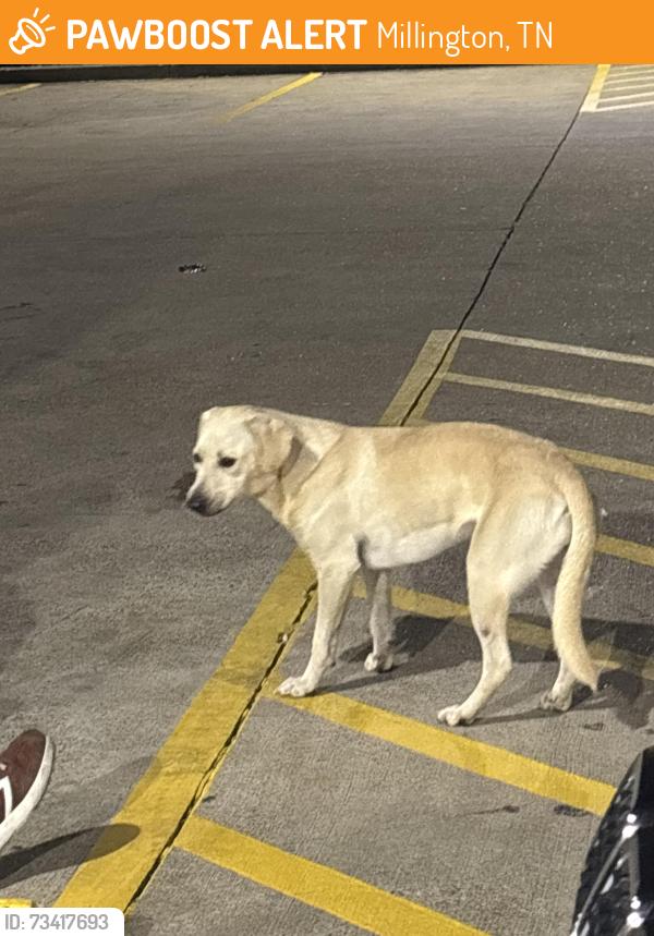 Found/Stray Unknown Dog last seen Austin Peay and Donnell, Millington, TN 38053