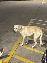 Found/Stray Unknown Dog last seen Austin Peay and Donnell, Millington, TN 38053