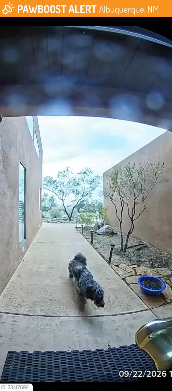 Found/Stray Unknown Dog last seen Tramway vista drive, Albuquerque, NM 87122