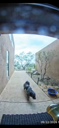 Found/Stray Unknown Dog last seen Tramway vista drive, Albuquerque, NM 87122