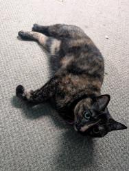 Reunited Female Cat last seen Near Tohickon Hill Rd, Pipersville, PA 18947, USA, Pipersville, PA 18947