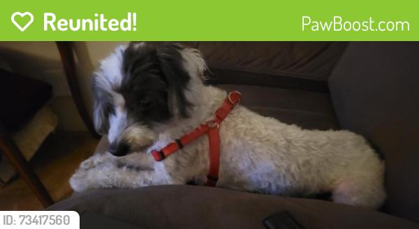 Reunited Male Dog last seen Sajak/Townsend, San Jose, CA 95131