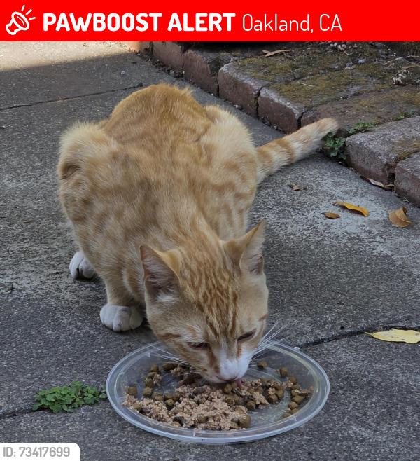 Lost Male Cat last seen 9th st and Falon, across from Lake Merrit BART, Oakland, CA 94607