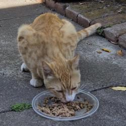 Lost Male Cat last seen 9th st and Falon, across from Lake Merrit BART, Oakland, CA 94607
