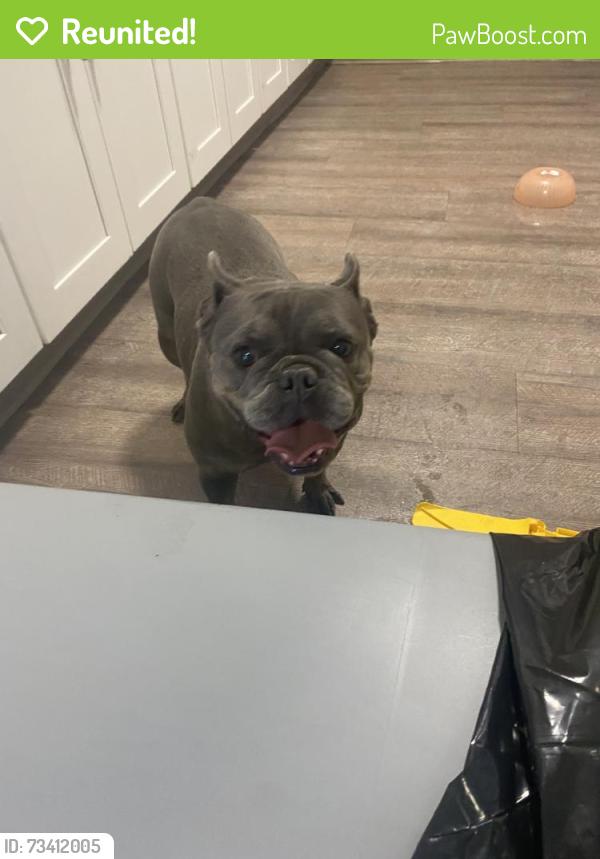 Reunited Female Dog last seen Victoria Ave, Highland, CA, USA, Highland, CA 92346