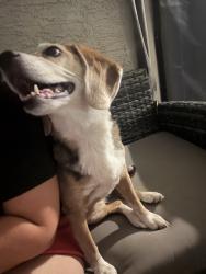 Reunited Female Dog last seen Watson/ Yuma, Buckeye, AZ 85326