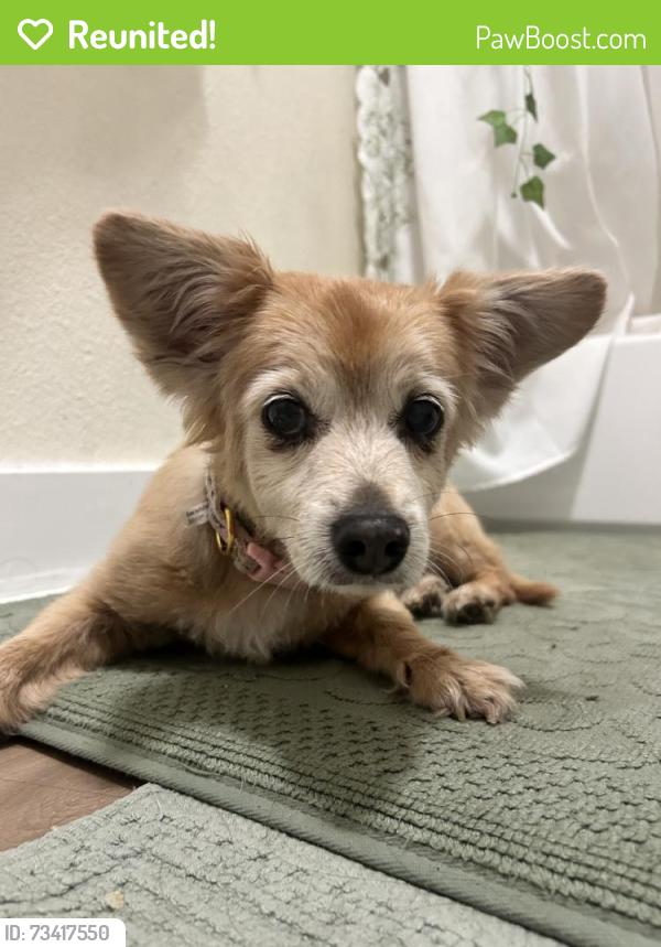 Reunited Female Dog last seen Near E 2nd St, Los Angeles, CA 90063, USA, Los Angeles, CA 90063