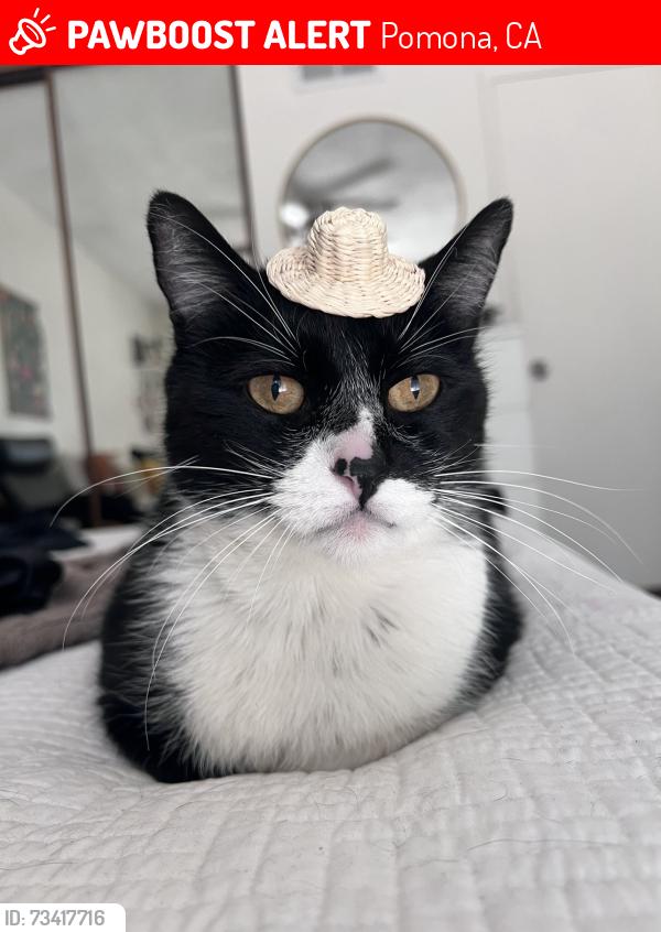 Lost Male Cat last seen Westmont area in pomona, Pomona, CA 91766