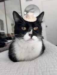 Lost Male Cat last seen Westmont area in pomona, Pomona, CA 91766