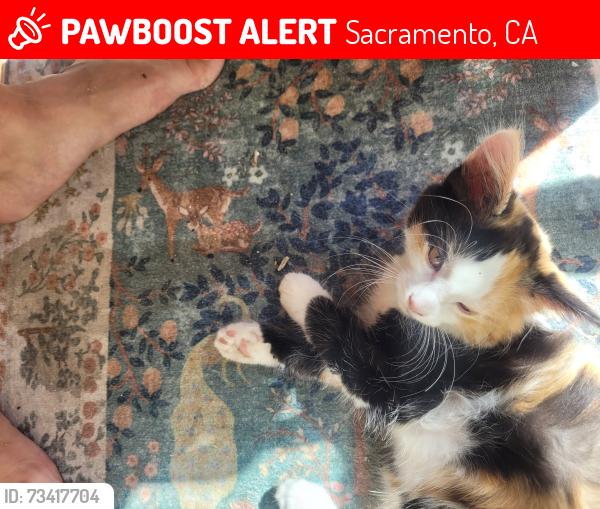 Lost Female Cat last seen Kokomo Dr. and Ottumwa, right down street from Kokomo Park, Sacramento, CA 95835