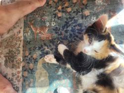 Lost Female Cat last seen Kokomo Dr. and Ottumwa, right down street from Kokomo Park, Sacramento, CA 95835