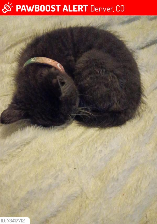 Lost Female Cat last seen 41pl and Orleans st, Denver, CO 80249