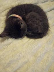 Lost Female Cat last seen 41pl and Orleans st, Denver, CO 80249