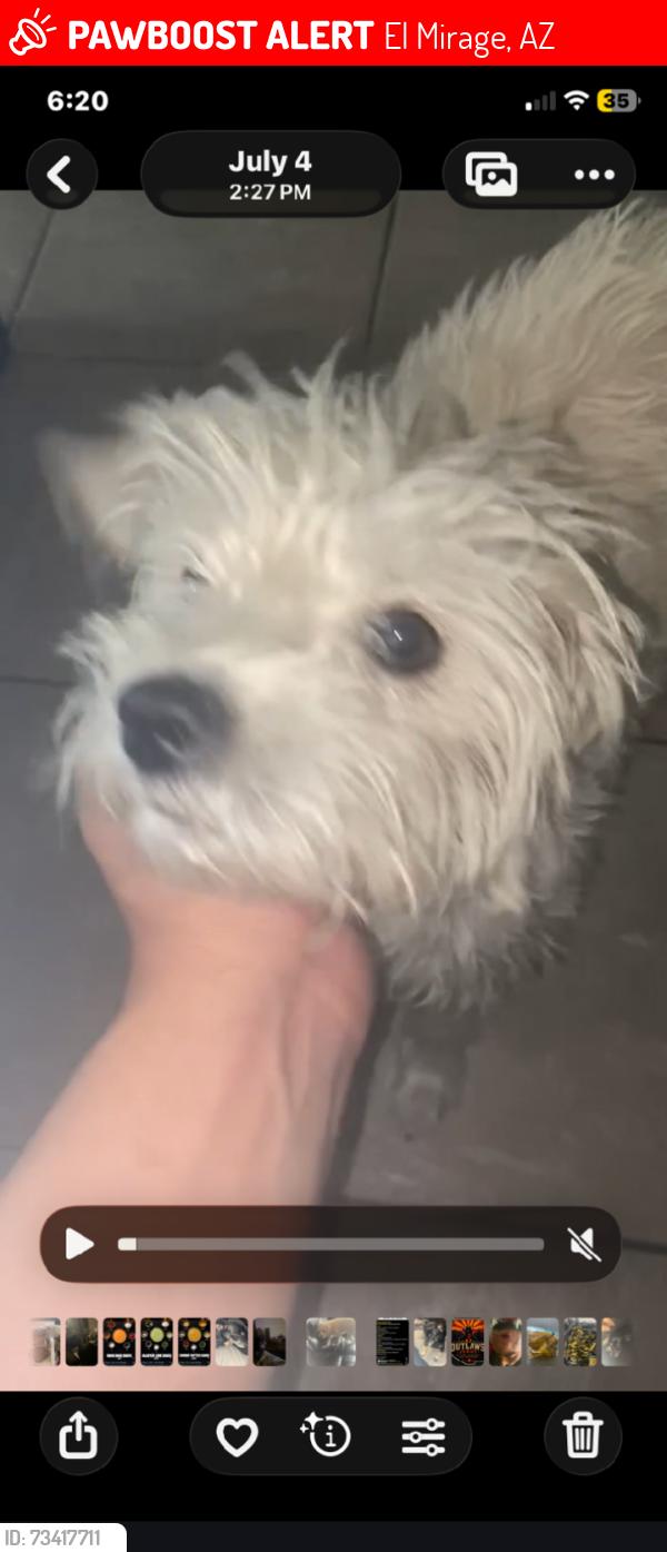 Lost Female Dog last seen El mirage Walmart, El Mirage, AZ 85335