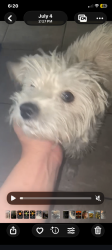 Lost Female Dog last seen El mirage Walmart, El Mirage, AZ 85335