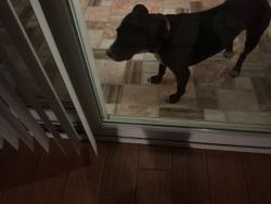 Found/Stray Male Dog last seen SE 32nd Ave and East of Baseline Rd, Ocala, FL 34480