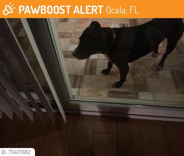 Found/Stray Male Dog last seen SE 32nd Ave and East of Baseline Rd, Ocala, FL 34480