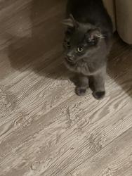 Found/Stray Female Cat last seen Behind Marshalls/ Rei, Live Oak, CA 95065