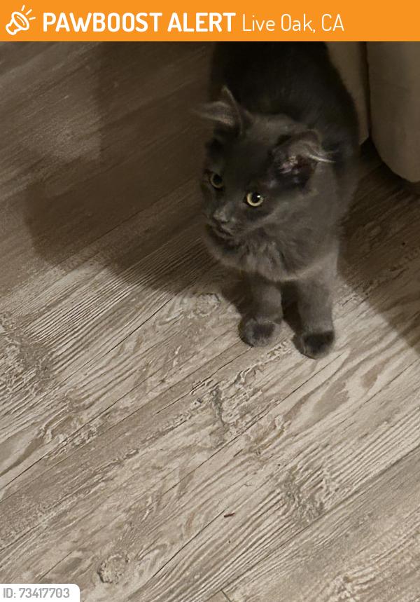 Found/Stray Female Cat last seen Behind Marshalls/ Rei, Live Oak, CA 95065