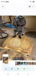 Reunited Female Dog last seen 87th ave and Beardsley, Peoria, AZ 85382