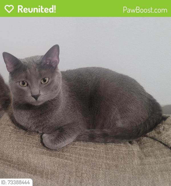 Reunited Male Cat last seen New England and Wrightwood, Chicago, IL 60707