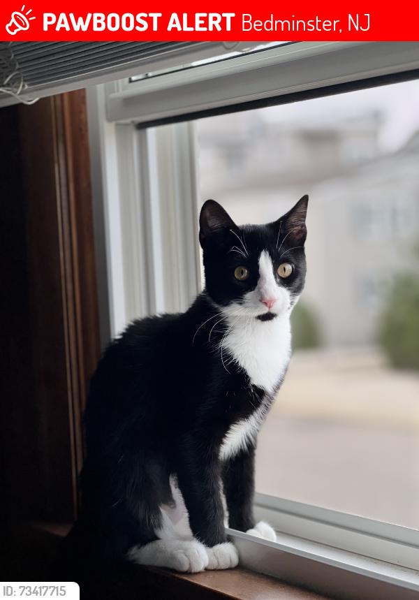 Lost Female Cat last seen Bedminster Stables, Bedminster, NJ 07921