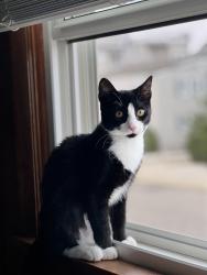 Lost Female Cat last seen Bedminster Stables, Bedminster, NJ 07921
