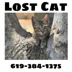 Lost Female Cat last seen Alta vista high school, Vista, CA 92084