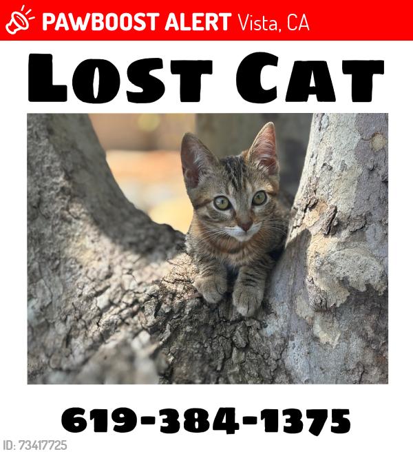 Lost Female Cat last seen Alta vista high school, Vista, CA 92084