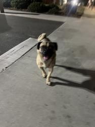 Reunited Male Dog last seen Near Central Ave, South El Monte, CA 91733, USA, South El Monte, CA 91733
