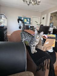 Found/Stray Unknown Cat last seen La Sierra/ Magnolia/ Montlake, Riverside, CA 92505