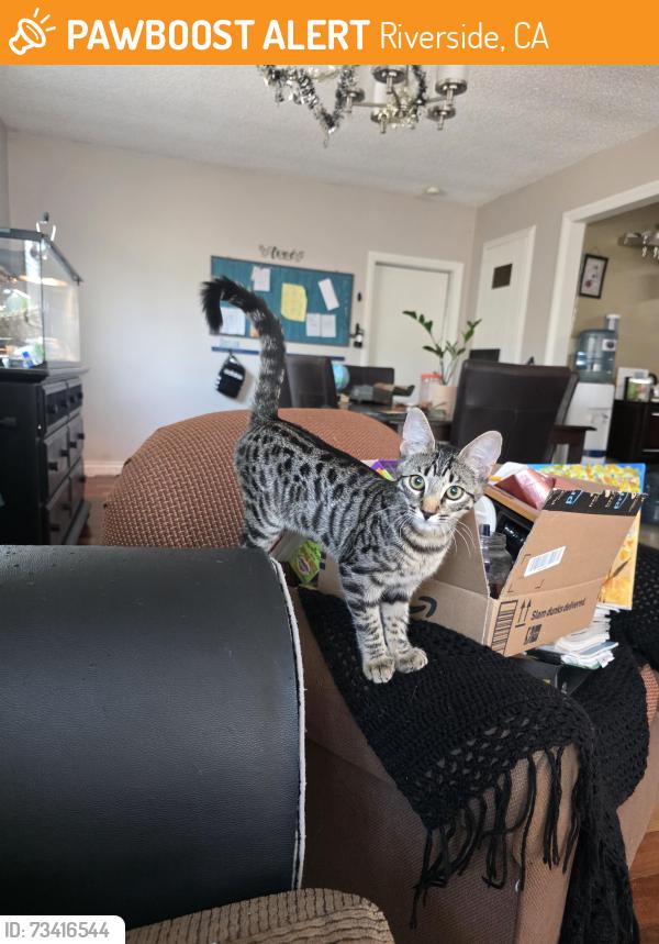 Found/Stray Unknown Cat last seen La Sierra/ Magnolia/ Montlake, Riverside, CA 92505
