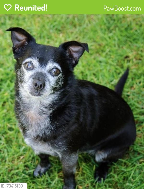 Reunited Male Dog last seen Live oak near school, Bell Gardens, CA 90201